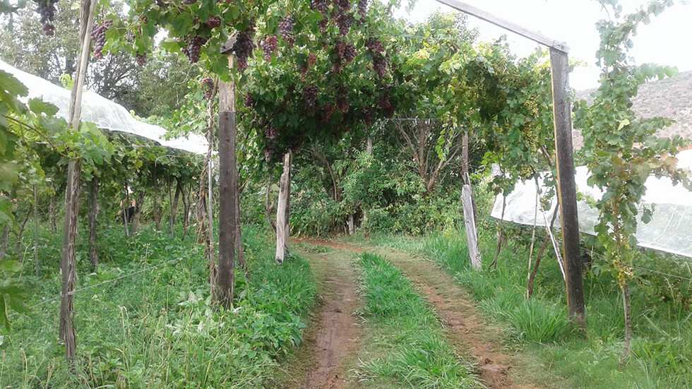 Camino cubierto por parrales de uva de mesa