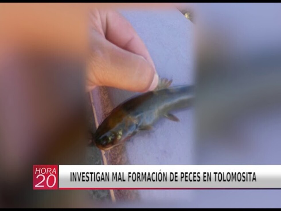 Investigan supuesta malformación de peces en Tolomosita (VIDEO)