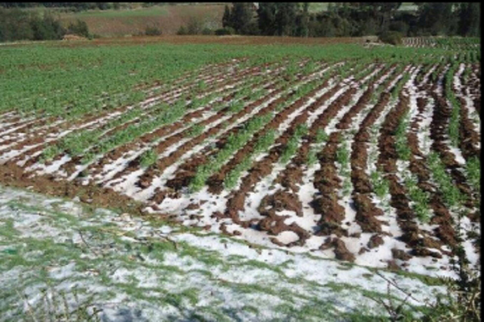 Seguro Agrario indemnizará con Bs 14 millones a productores que perdieron sus cultivos