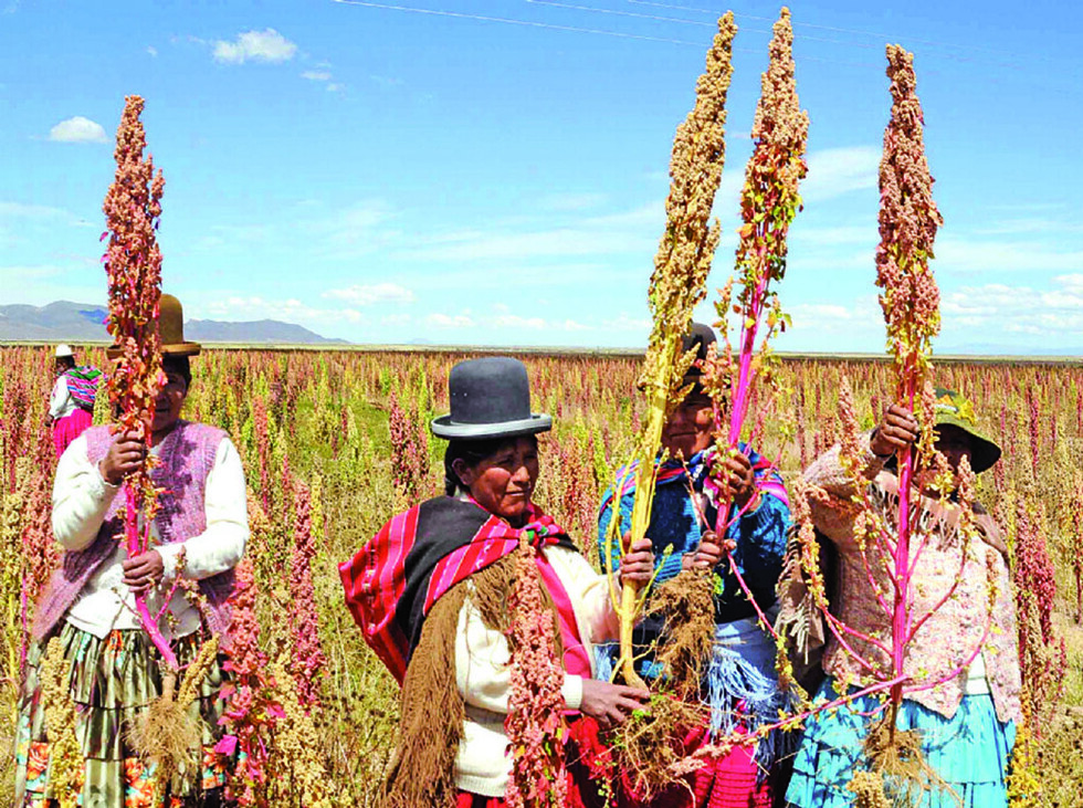Bolivia informa sobre la producción de Quinua
