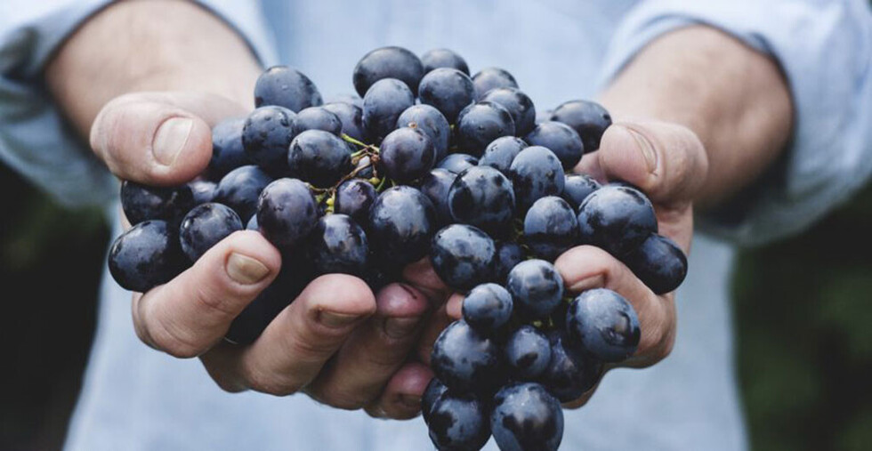 Alimentos  que contienen pesticidas