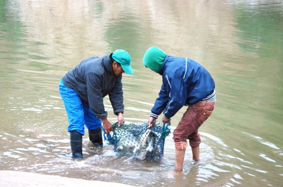 Piden al Gobierno indagar escasez de peces