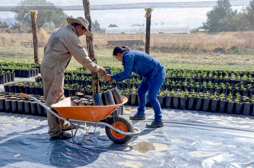 Sedag producirá 100.000 plantines frutales para reactivar la producción en Tarija