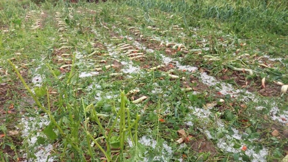 Reportan afectaciones en cultivos tras intensa lluvia y granizada en Tarija