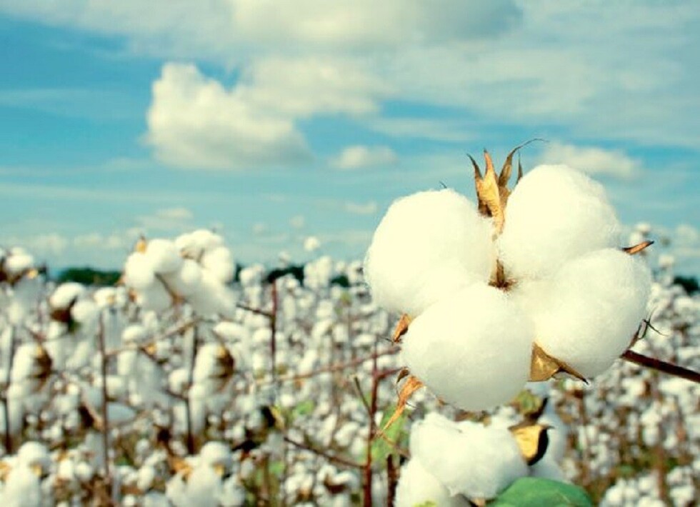 Buscan reactivar la producción de algoldón