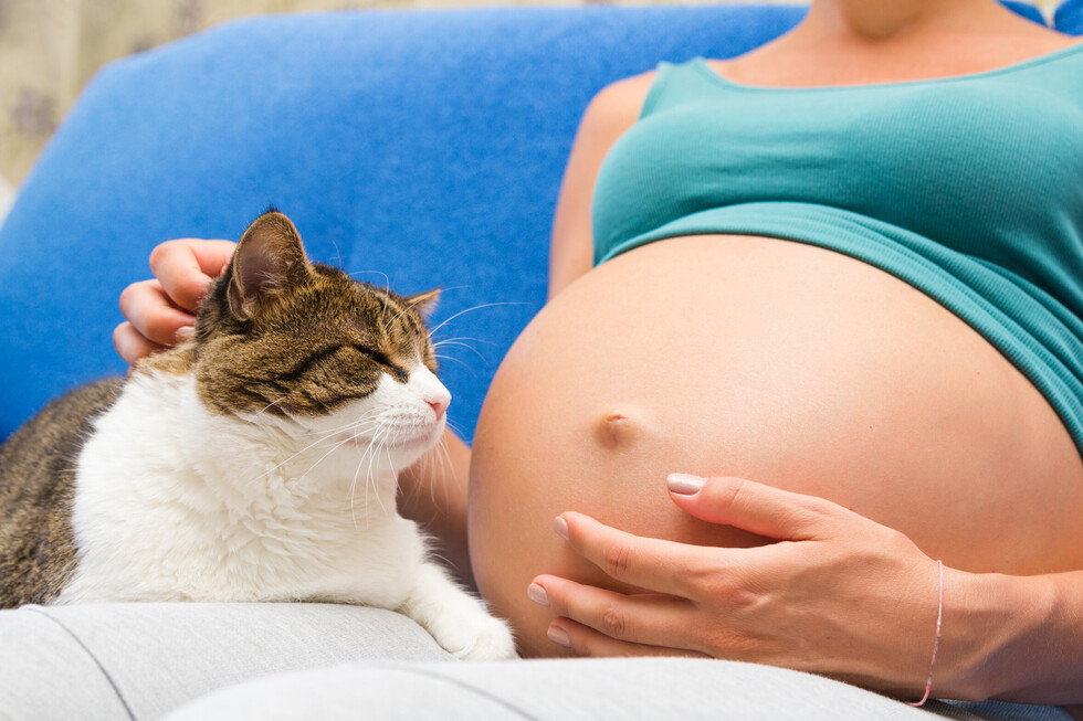 Causas de la toxoplasmosis