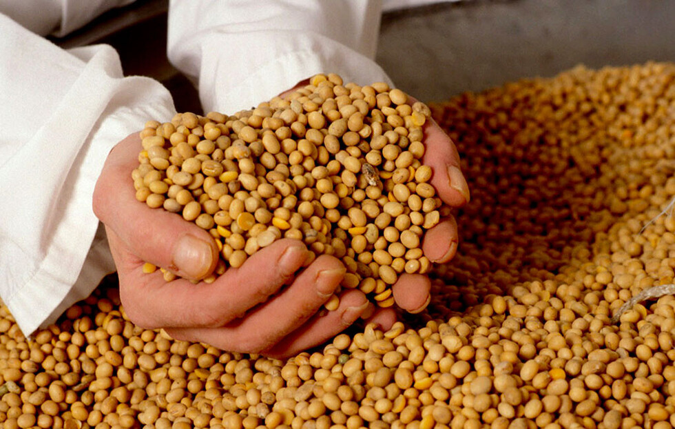 Soya para  la salud