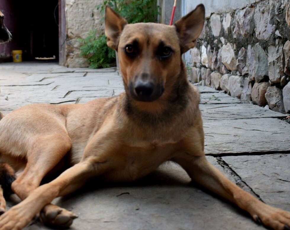 ¡La princesa Cafeta en adopción!