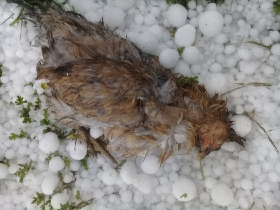 Granizo perfora calaminas, mata aves y deja heridos en el norte de Potosí