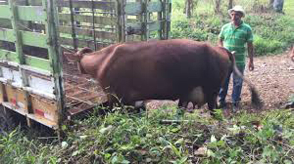 Robó dos vacas del vecino y fue denunciado