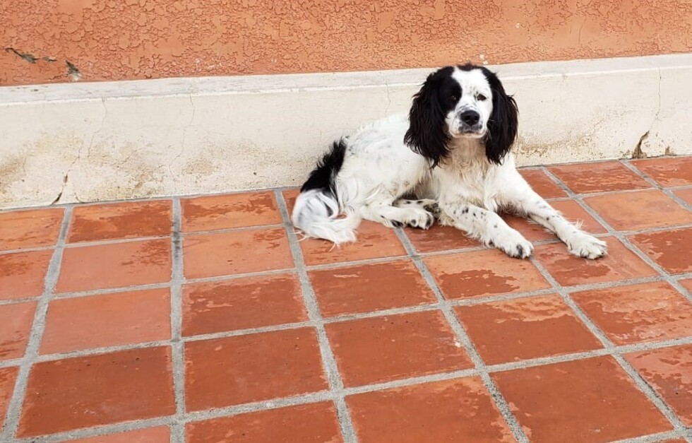 Juanito es un gran compañerito