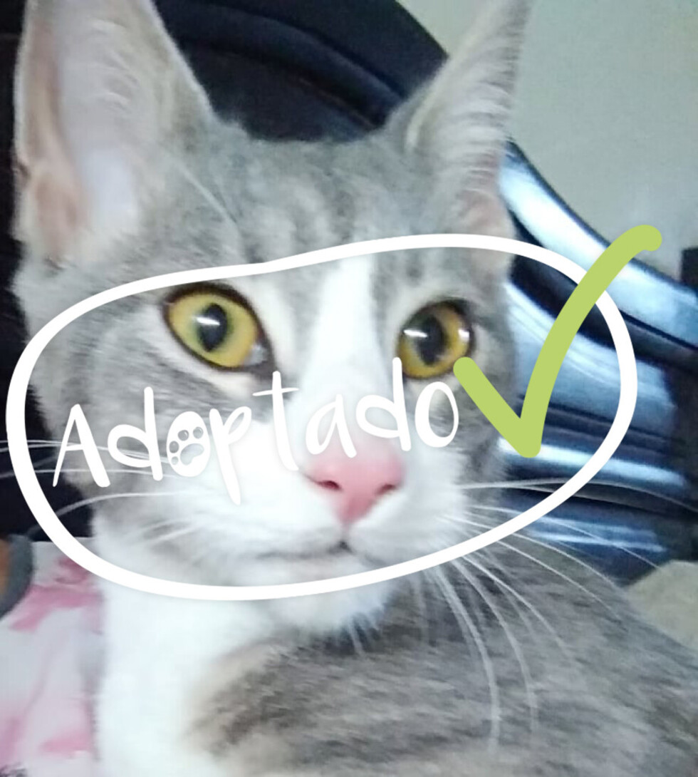 Romeo, todo un romántico