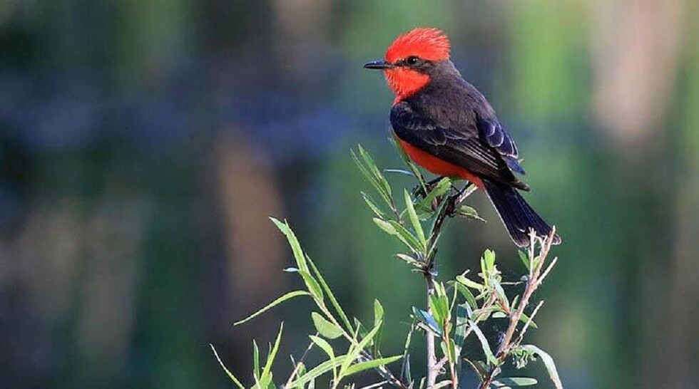 Bolivia está en quinto lugar de 253 países del mundo para avistamiento de aves