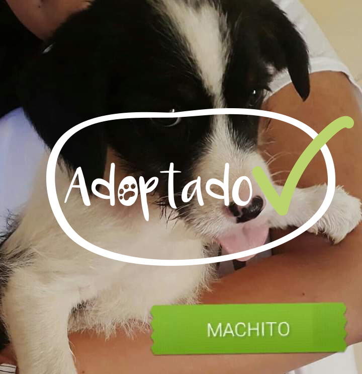 Toby