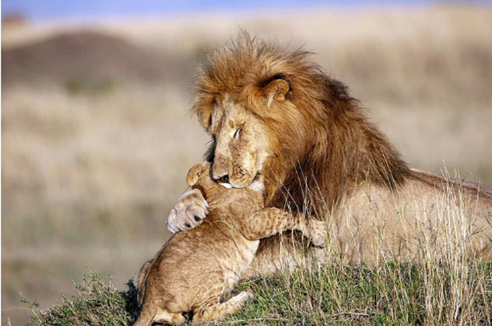 Captan a leones iguales a Mufasa y Simba