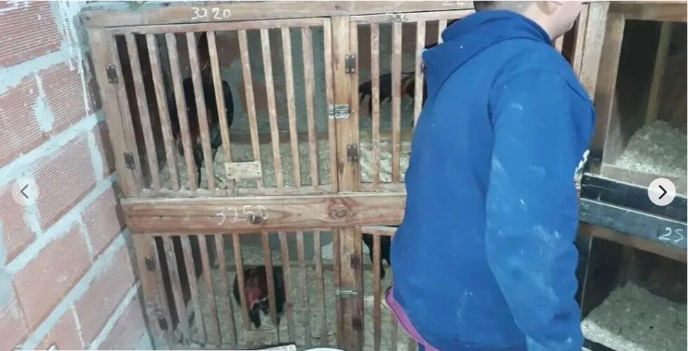 Detienen a boliviano por hacer pelea de gallos