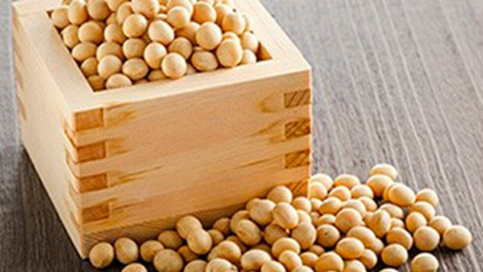 Critican la apertura a las semillas transgénicas de soya