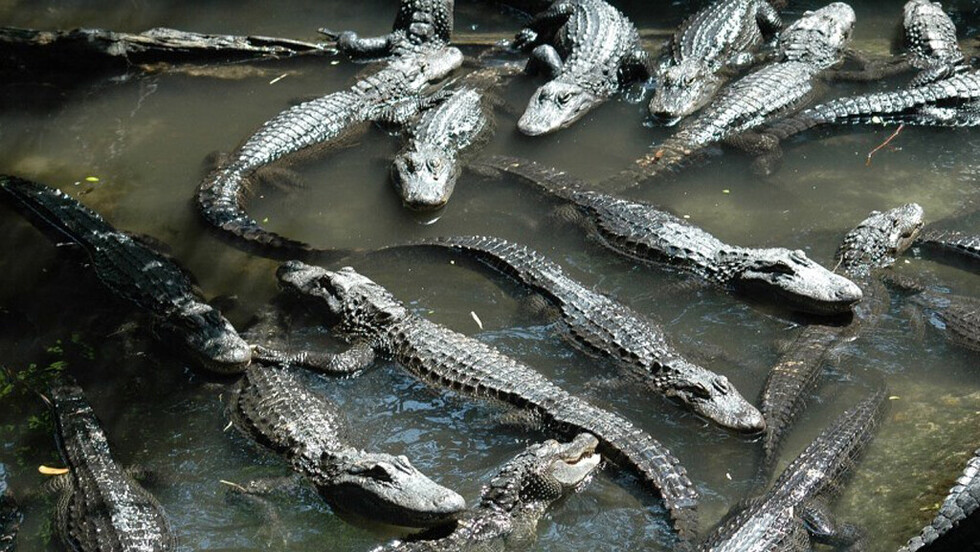 Hallan a 10 caimanes devorando cadáver de menor