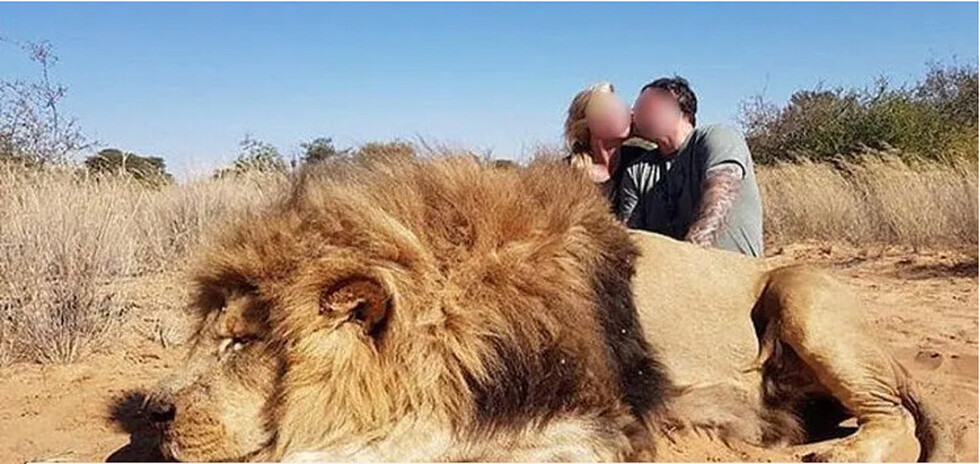 Cazaron un león y se sacaron una foto