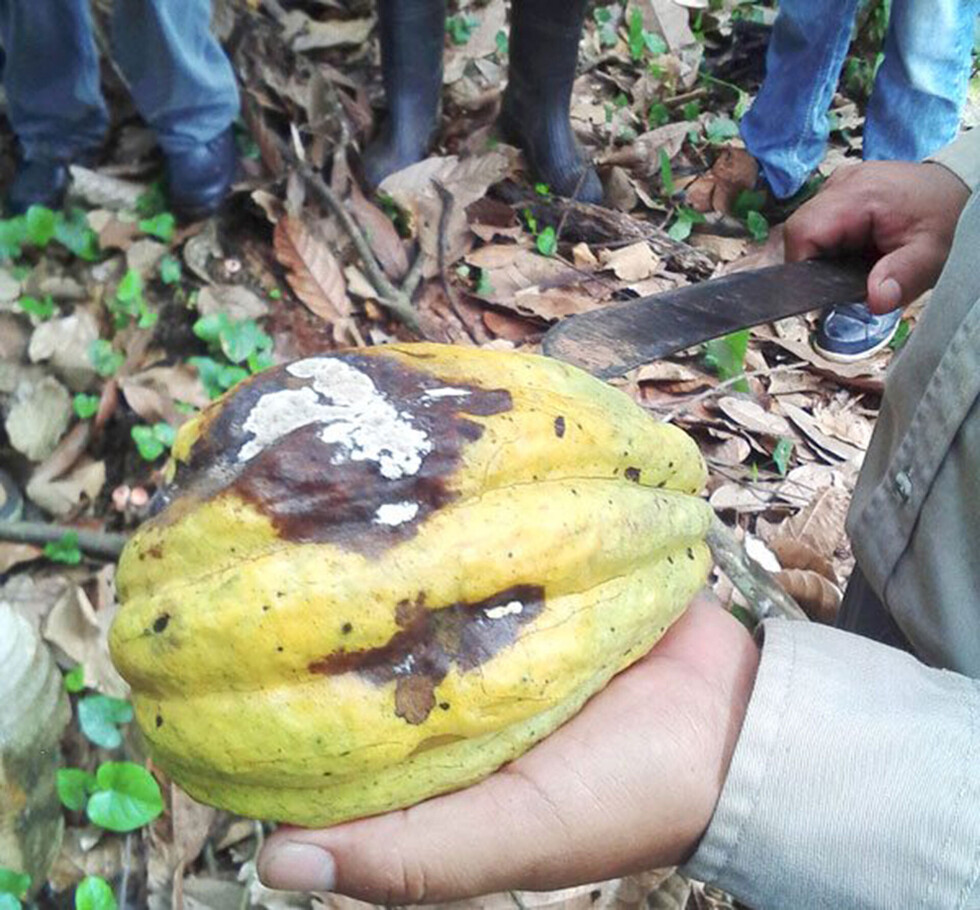 El cacao boliviano, entre los 50 mejores del mundo