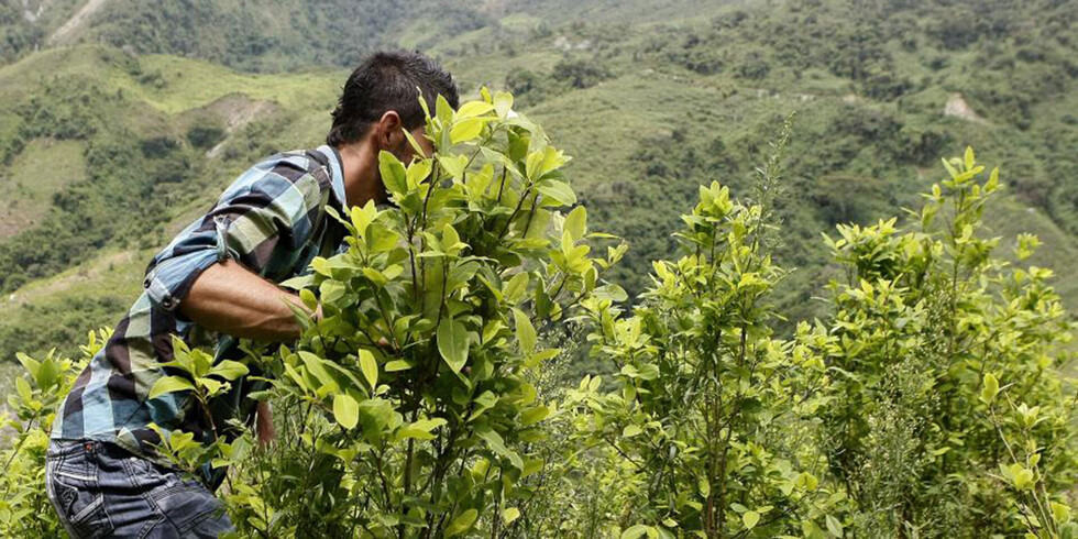 Estudiarán beneficio de cultivos de coca en Bolivia