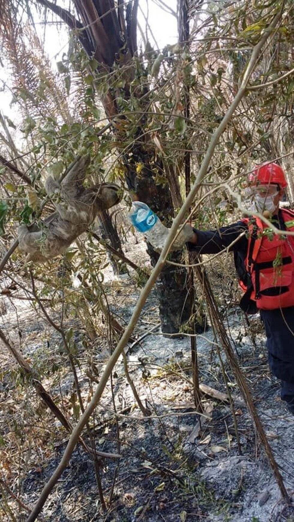 Un oso perezoso fue auxiliado por brigadistas jujeños en la Chiquitanía