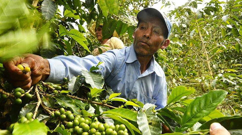Bolivia propone en la ONU fortalecer mercado del café