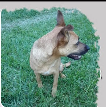 Chimpu, la fiel compañera