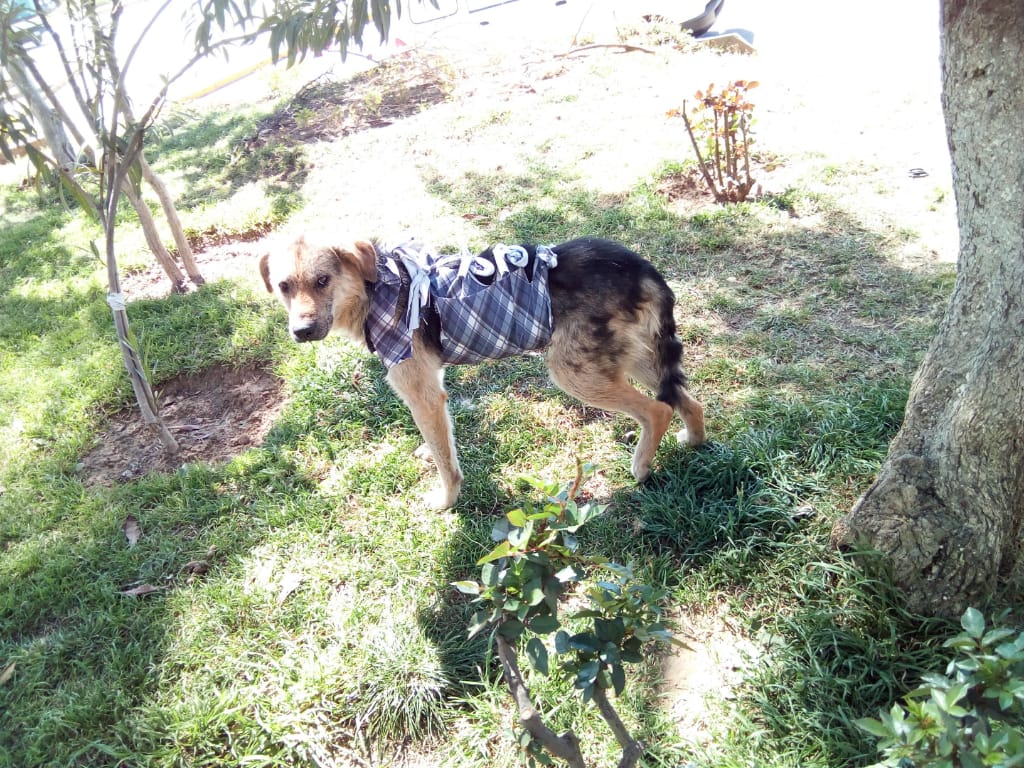 Paquito, el conquistador