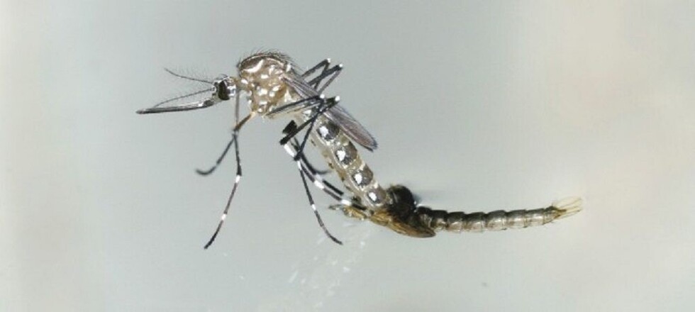El dengue amenaza a la mitad de la población mundial
