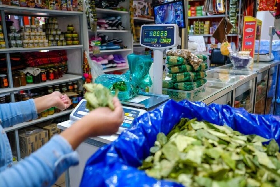 Salta y Jujuy esperan que baje el precio de la coca