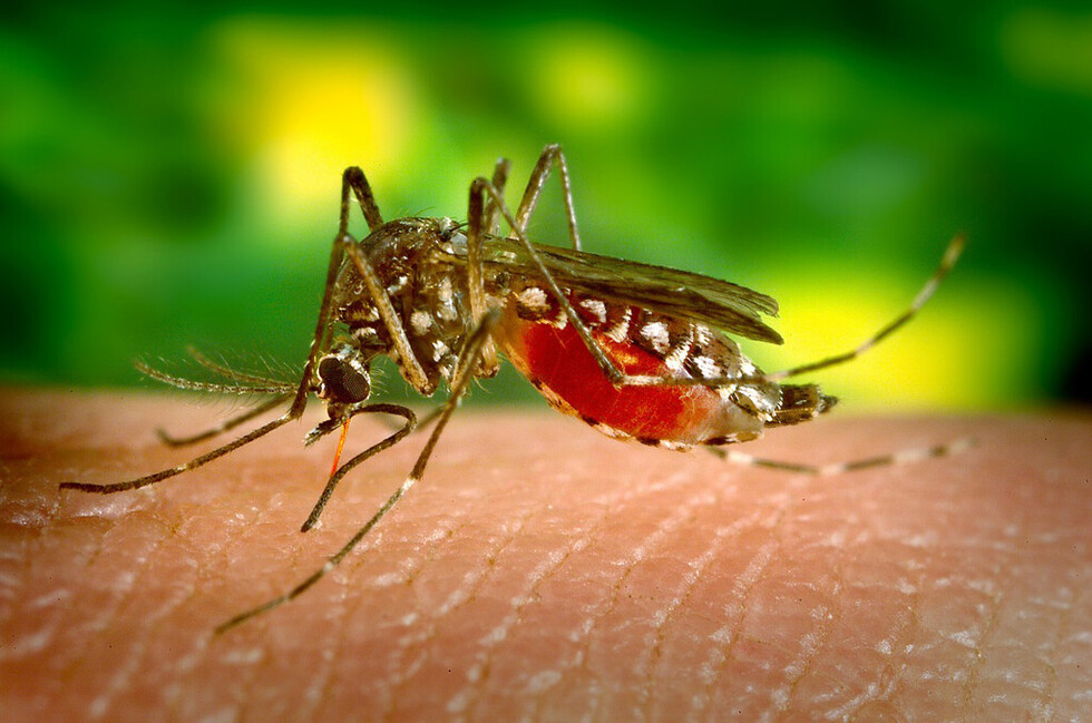 Salud reporta una muerte por dengue en Cochabamba