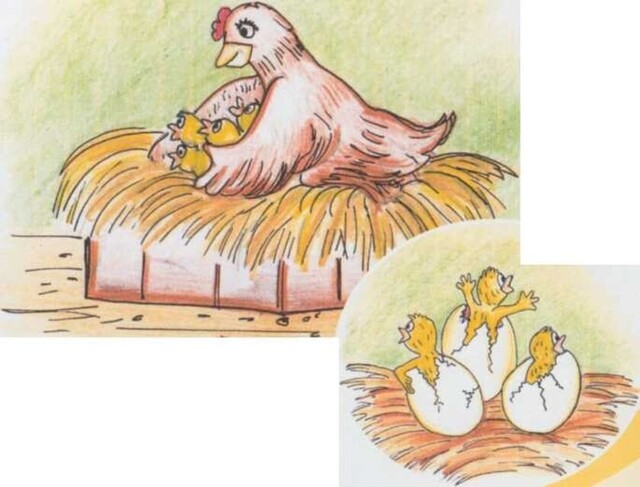 El cuento del pollito Calacunqui