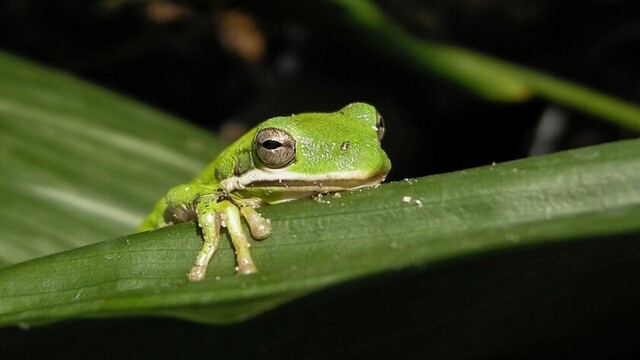El cambio climático podría acabar con un tercio de las especies de animales y plantas en 50 años