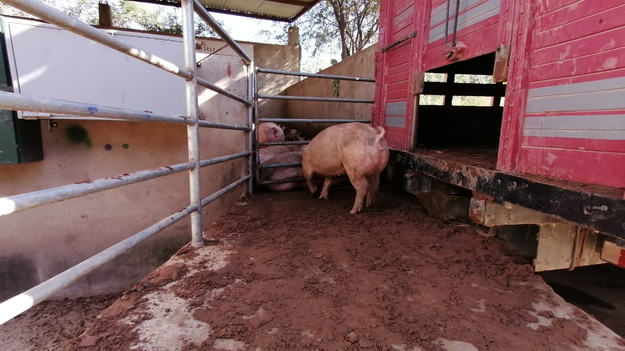 “Don Paco” dona carne de cerdo a la Alcaldía para familias necesitadas de Tarija