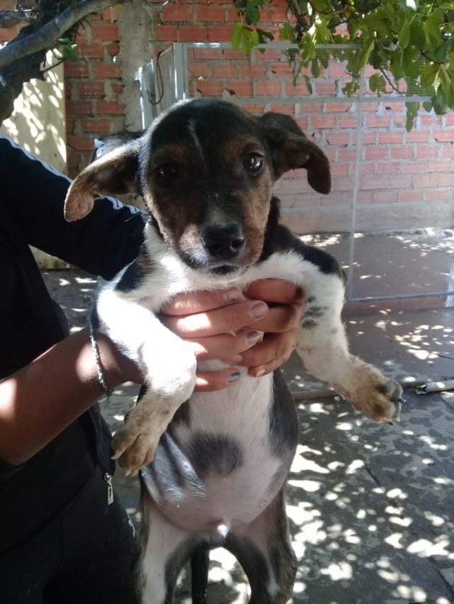 BEBO Y PEPON, 2 hermanos casi idénticos ¿Cuál es cuál?