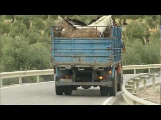 La Policía  frustra robo  de 4 caballos  en Bermejo 