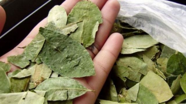 Decretan multas para quienes ingresen hojas de coca a Jujuy