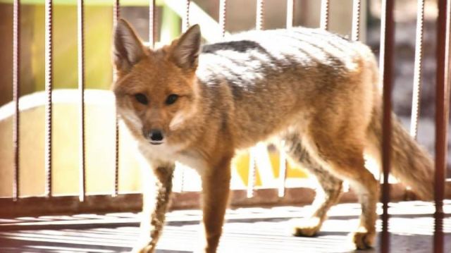 Familia que crió al zorro Antonio decide que se quede en el zoológico de Oruro