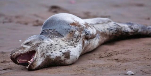Hallan un “come pingüinos” en Mar del Plata