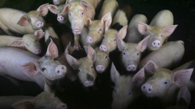 China dice que gripe porcina G4 no es nueva y no infecta a humanos fácilmente