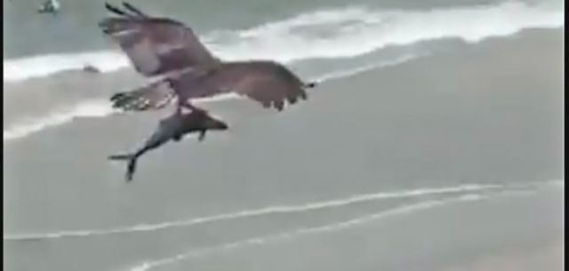 Un ave sacó a un tiburón del mar
