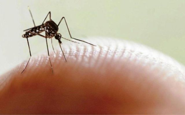 Registro histórico de dengue en Argentina llega a 54 mil casos 