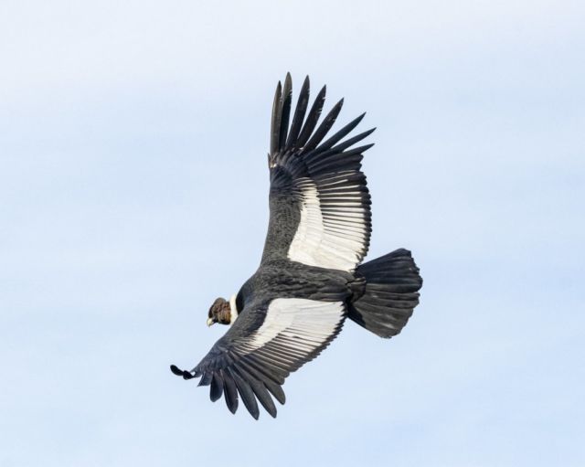  Descubren cómo el cóndor andino logra volar más de 170 kilómetros sin mover las alas 
