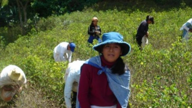 UNODC registra 10% de incremento de cultivos de coca en Bolivia
