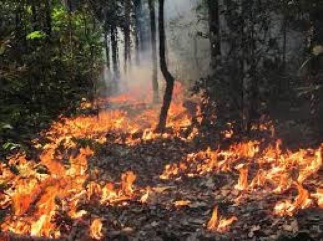 Bolsonaro niega los incendios en la selva brasileña