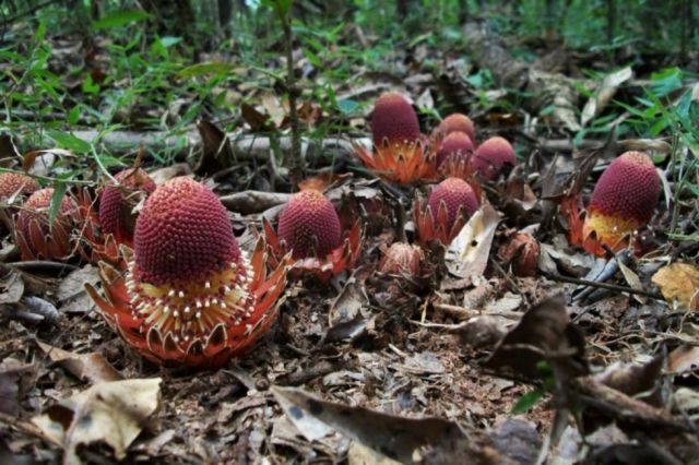 ¿Una planta vampiro?