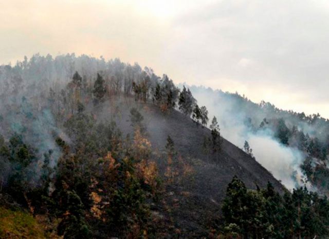 ABT: incendios disminuyeron 80% este año