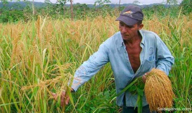 Cuba apoyará la agricultura con uso de tecnología