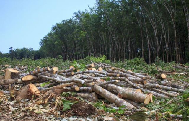 La deforestación no para en Bolivia, hasta el 2017 el desmonte fue de 7,4 millones de hectáreas